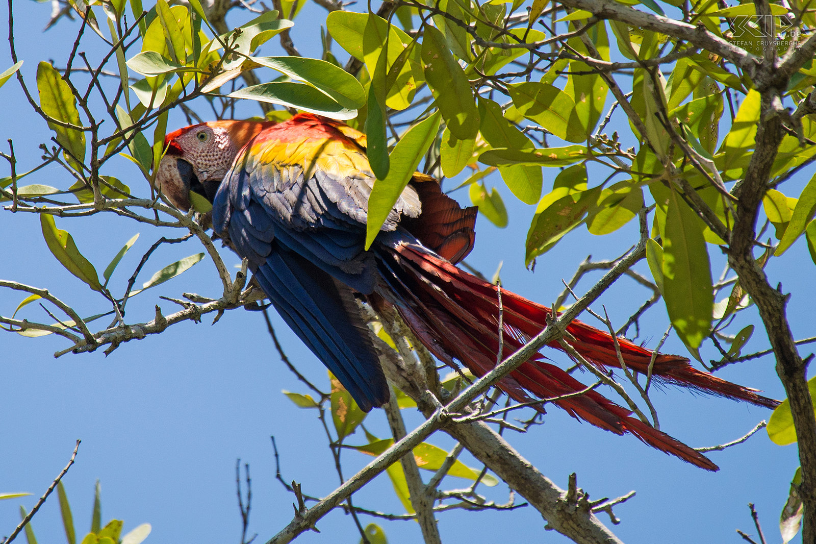 Corcovado - Geelvleugelara De geelvleugelara (scarlet macaw, ara macao) is de mooiste papegaai uit Midden-Amerika. Het zijn grote (81cm), rode, gele en blauwe papegaaien die leven in vochtige tropische bossen. Ara's maken zeer luid en hoog gekrijs, gepiep en geschreeuw dat vele kilometers ver draagt. Stefan Cruysberghs